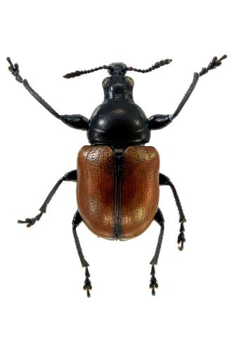 Attelabus nitens